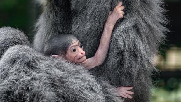 The two-day-old silvery gibbon baby is the only new arrival of this species in the Czech Republic this year. The photo is from Sunday, a day after the baby was born. Author: Miroslav Bobek, Prague Zoo.
