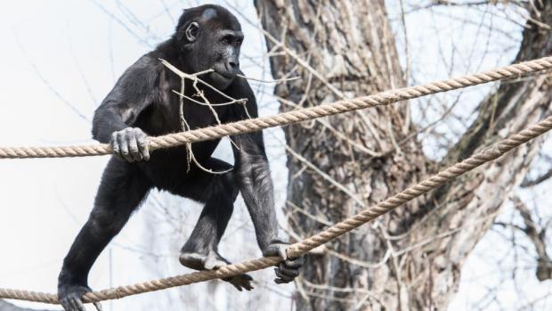 Nově upravený venkovní výběh goril si nejvíce užívá sameček Nuru. Vít Lukáš, Zoo Praha