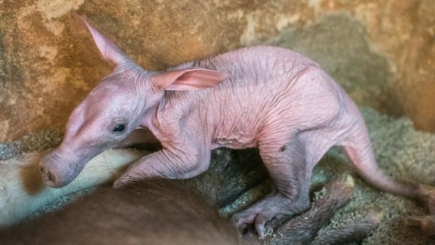 Mládě se momentálně učí samostatně pít mateřské mléko. Na něm bude závislé ještě dalších deset měsíců, za čtyři by však mělo zkoušet ochutnat potravu dospělých. Foto Barbora Dobiášová, Zoo Praha