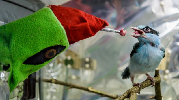 Zoo Praha nyní odchovává jedno z mláďat vzácné krasky krátkoocasé jávské za pomoci „maňáska“. Foto: Petr Hamerník, Zoo Praha