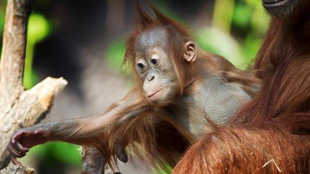 Diri v den narozenin. Foto: Tomáš Adamec, Zoo Praha