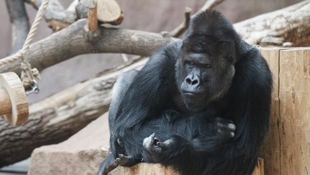 Gorilí samec Richard. Foto: Tomáš Adamec, Zoo Praha