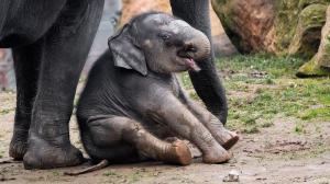 Slůně slonice Tamary ve výběhu v Údolí slonů.  Foto: Petr Hamerník, Zoo Praha