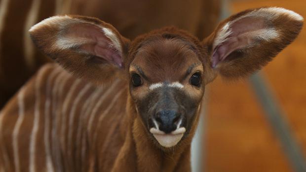 Mládě bong, foto: Tomáš Adamec, Zoo Praha