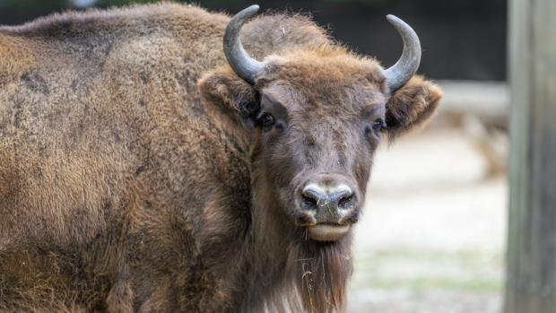 V Zoo Praha narozená samice Prya se ještě letos zabydlí v Národním parku Shahdag, který je se svými 130 tisíci hektary největším národním parkem nejen v Ázerbájdžánu, ale i na celém Kavkazu. Foto Petr Hamerník, Zoo Praha