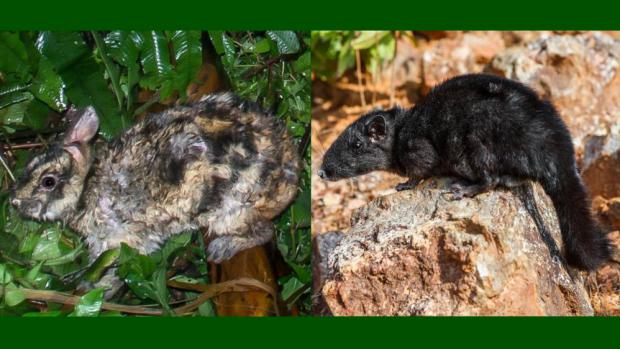 Left side: Annamite striped rabbit. Credit: Sarah Woodfin, University of East Anglia. Right side: Laotian rock rat. Photograph by: Miroslav Bobek, Zoo Praha