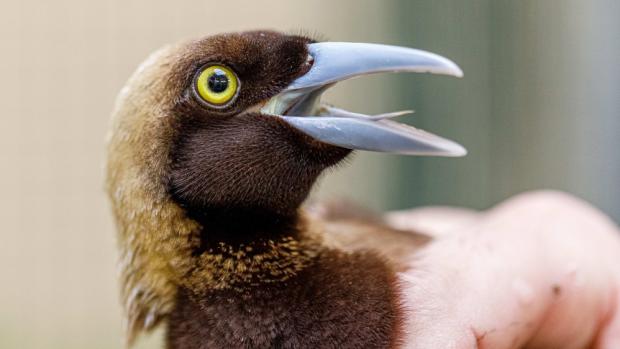 Nově chovaná rajka volavá v Zoo Praha je národním ptákem Papuy Nové Guiney. Je v jejich státní vlajce i státním znaku. Autor: Miroslav Bobek, Zoo Praha