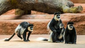 Celkem pětičlenná skupina gueréz pláštíkových v těchto dnech prozkoumává svou expozici v novém pavilonu goril. Foto Petr Hamerník, Zoo Praha