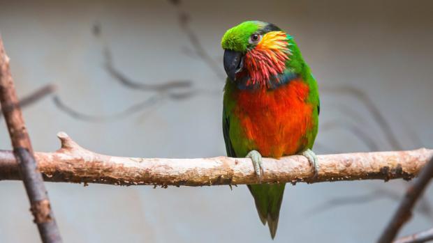 Loríček rudobradý. Foto: Václav Šilha, Zoo Praha