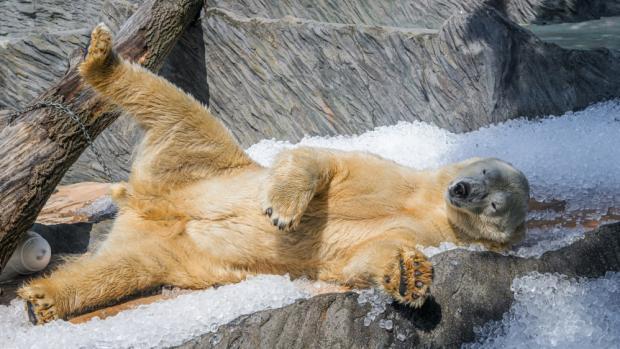 Foto: Petr Hamerník, Zoo Praha