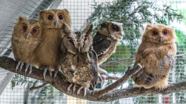 Výrečcci filipínští jsou v rámci Evropy k vidění pouze v pražské zoo. Foto: Petr Hamerník, Zoo Praha 