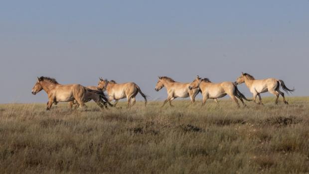 A herd of Przewalski’s horses runs for the first time in hundreds of years through the landscape of the Golden Steppe in Kazakhstan, where their ancestors once went extinct. Photo: Miroslav Bobek, Prague Zoo