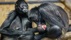 Chápan středoamerický, foto: Petr Hamerník, Zoo Praha