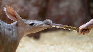 Foto: Petr Hamerník, Zoo Praha