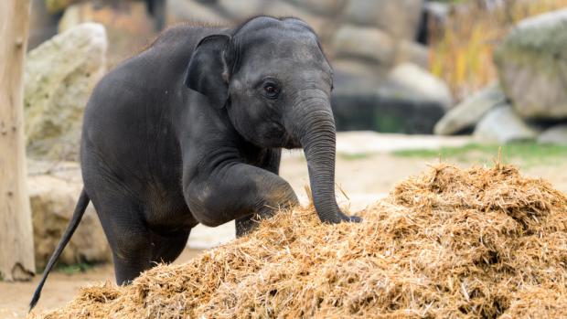 Při prozkoumávání voňavých kousků dřeva zapojí sloni čich i hmat. Foto: Petr Hamerník, Zoo Praha
