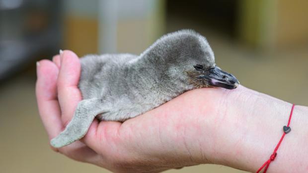 Malý tučňák Humboldtův na cestě za vážením. Z hnízda rodičů v expozici Pavilonu tučňáků je odebrán jen na nezbytně krátkou dobu, zpravidla jde o dvě až tři minuty. Foto Petr Hamerník, Zoo Praha