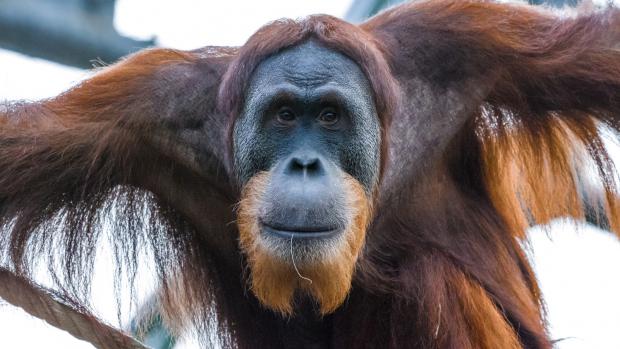 Foto: Petr Hamerník, Zoo Praha
