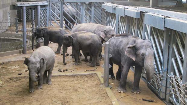 Pohromadě v novém sloninci, foto: Martin Smrček, Zoo Praha