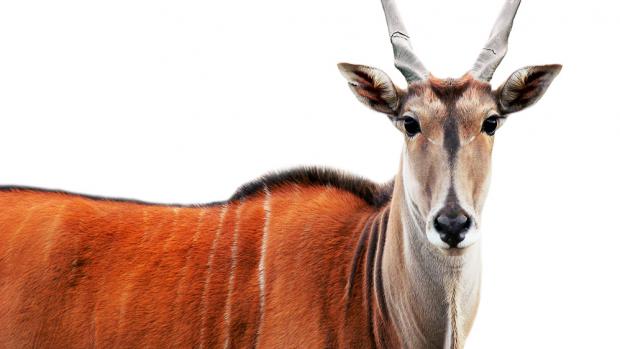 Klaudie the Eland Antelope.