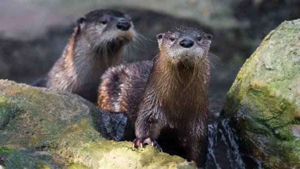 Vydry severoamerické jsou v rámci České republiky k vidění pouze v Zoo Praha.  Foto: Petr Hamerník, Zoo Praha