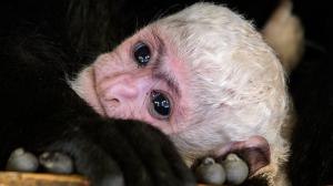 V úterý 14. května proběhly v dolní části Zoo Praha hned troje křtiny. Jako první dostalo své jméno toto mládě guerézy pláštíkové, které se narodilo 3. dubna ráno samici Lucii jako její desáté mládě. Foto: Petr Hamerník, Zoo Praha.