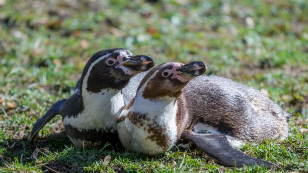 Komentované krmení tučňáků, foto: Petr Hamerník, Zoo Praha