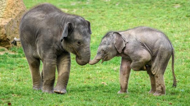 Foto: Petr Hamerník, Zoo Praha
