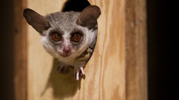 Southern Lesser Galagos are rarely bred. Prague Zoo keeps the European Studbook of them. Photo: Tomáš Adamec, Prague Zoo
