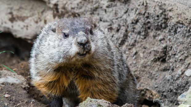 V evropských chovech jsou svišti lesní zcela mimořádní. Návštěvníci pražské zoo je mohou pozorovat ve výběhu proti vstupu do pavilonu Indonéská džungle. Foto: Petr Hamerník, Zoo Praha