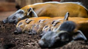 Štětkouni afričtí patří vedle goril nížinných k nejatraktivnějším obyvatelům pavilonu Rezervace Dja. Jméno dostali podle protáhlých ušních boltců zakončených štětkou delších chlupů. Foto Petr Hamerník, Zoo Praha