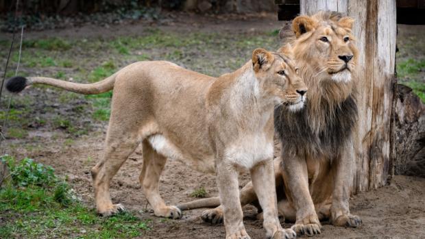 Čistokrevní lvi indičtí samec Jamvan a samice Ginni ve výběhu pražské zoo. Společně se samicí Suchi přicestovali do Prahy z indického státu Gudžarát na podzim roku 2015 jako vůbec první lvi tohoto poddruhu za poslední dvě desetiletí, které se do Evropy podařilo dovézt přímo z jejich vlasti. Foto: Petr Hamerník, Zoo Praha.