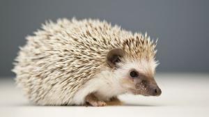 Ježek bělobřichý. Foto: Tomáš Adamec, Zoo Praha