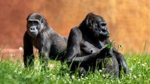 Shinda loves her food, making her very popular with visitors. Seven-year-old Ajabu is her only son and is currently the baby of the gorilla group. Photo Oliver Le Que, Prague Zoo