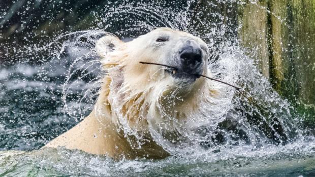 Foto: Petr Hamerník, Zoo Praha