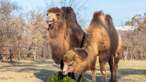 Větve vánočního stromu ze Staroměstského náměstí dostanou zvířata v pražské zoo. Ilustrační foto: Václav Šilha, Zoo Praha