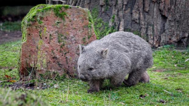 Cooper is the first and only wombat in the Czech Republic. He should move to the Darwin Crater exhibit next January. Photo Miroslav Bobek, Prague Zoo