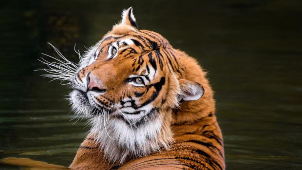Foto: Petr Hamerník, Zoo Praha