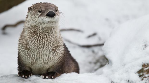 Vydra severoamerická na sněhu. Foto: Tomáš Adamec, Zoo Praha