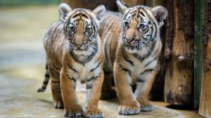 Samička Wanita (vlevo) je oproti bratrovi Bulanovi stále trochu drobnější, prospívá však velmi dobře.  Foto: Petr Hamerník, Zoo Praha.