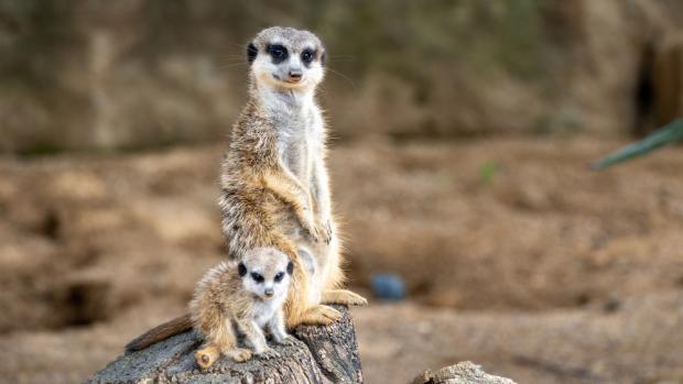 Foto: Oliver Le Que, Zoo Praha