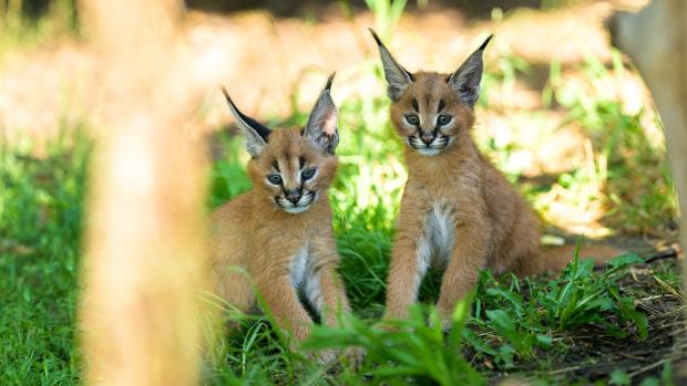 The caracal kittens were born on 12 May. They are best seen at around 10 am and 3 pm, when their mother is usually fed. Photo: Petr Hamerník, Prague Zoo