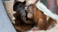 Oblíbenou činností orangutanů je hra s prostěradly i budování pohodlného hnízda na spaní z kartonů. Na snímku Mawar a její syn Pustakawan – zkráceně Kawi. Foto Petr Hamerník, Zoo Praha 