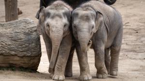 Sloní samička Lakuna váží 842 kilogramů, Amalee o 46 kilogramů méně. Nicméně dospělá samice slona indického může vážit až 3,5 tuny. Foto Oliver Le Que, Zoo Praha