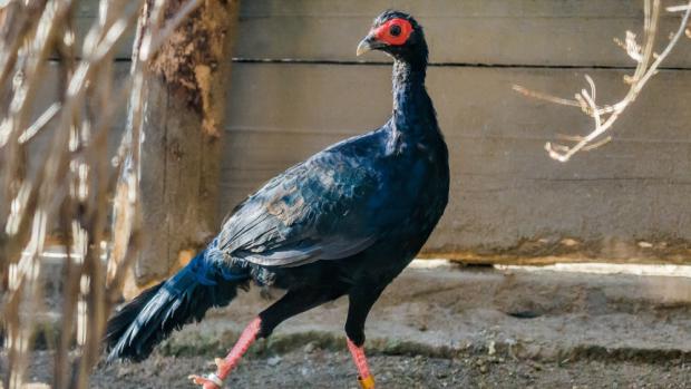 Bažant Edwardsův je v přírodě pravděpodobně vyhynulý. Foto: Petr Hamerník, Zoo Praha