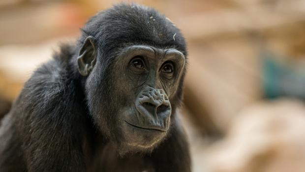 Foto: Petr Hamerník, Zoo Praha