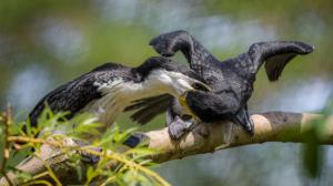 Mláďata kormoránů jsou ve venkovní voliéře Ptačích mokřadů krmena rodiči. Foto: Petr Hamerník, Zoo Praha.