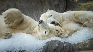 Největší nadšení mohou lidé tradičně sledovat u ledních medvědů. Foto: Oliver Le Que, Zoo Praha