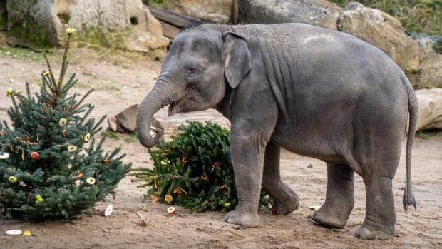 Sloni indičtí patří k nejvděčnějším příjemcům vánočních stromků. Na snímku je nejmladší členka stáda, samička Lakuna. Foto Oliver Le Que, Zoo Praha