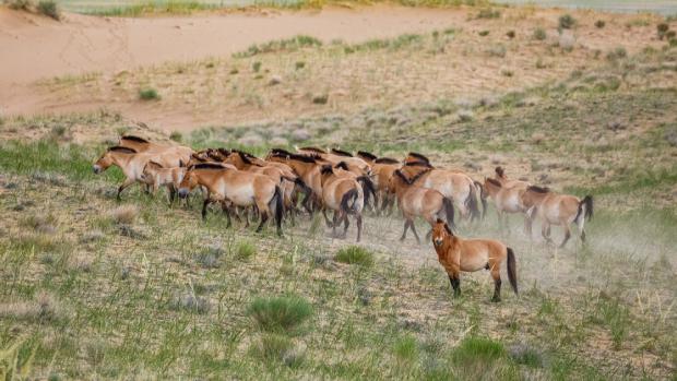 Przewalski horses in Khomiin Tal. In this case, two connected harem, one of which lives Cordordula with his descendants. Photo by Miroslav Bobek, Prague Zoo