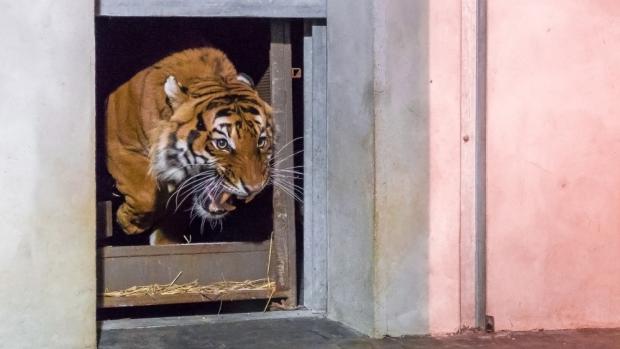 Nový samec tygra malajského Johann dorazil do Prahy v noci ze středy na čtvrtek. Foto: Petr Hamerník, Zoo Praha
